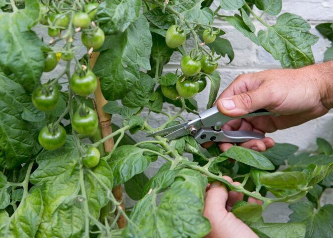 Iemand knipt blad van tomatenplant weg tijdens een hittegolf.