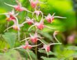 Elfenbloem (Epimedium)