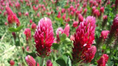 moestuin in september: groenbemesters zaaien