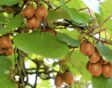 de tuin in september wek 35: kiwi planten