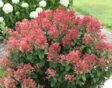 pluimhortensia