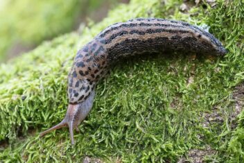 Tijgerslak kruipt op mos