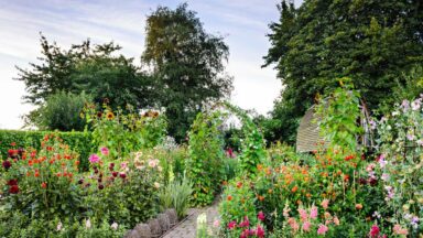 tuin voorbereiden op hittegolf