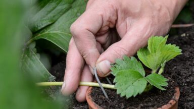 Een hand stekt een aardbeienuitlopers met een metalen pin.