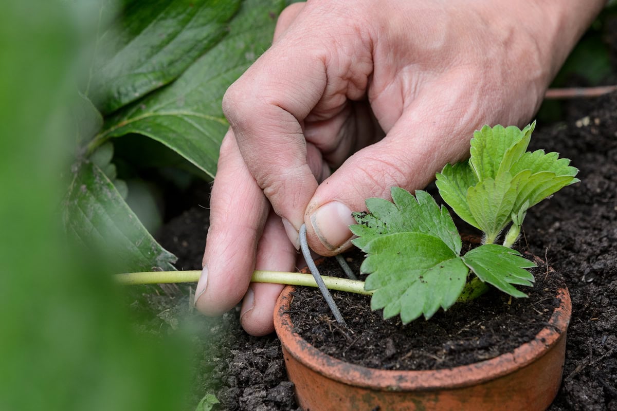 Een hand stekt een aardbeienuitlopers met een metalen pin.