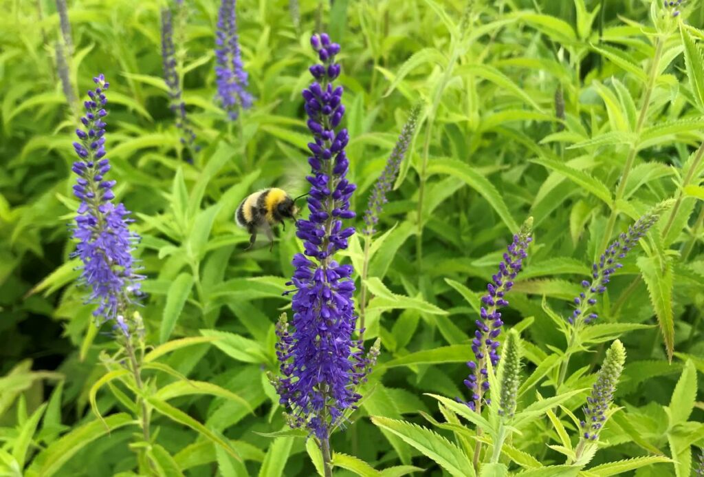 Lange ereprijs Veronica longifolia
