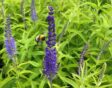 Lange ereprijs Veronica longifolia