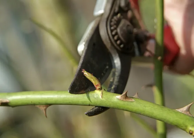 Rozen snoeien najaar
