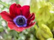 Anemone Bordeaux