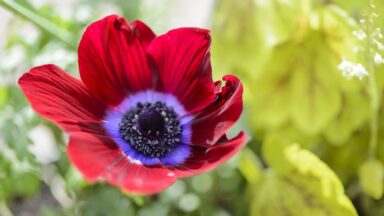Anemone Bordeaux