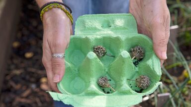 groentezaden oogsten: bieslook