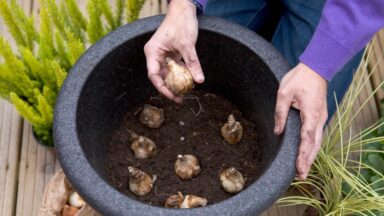 bloembollen pot resultaat