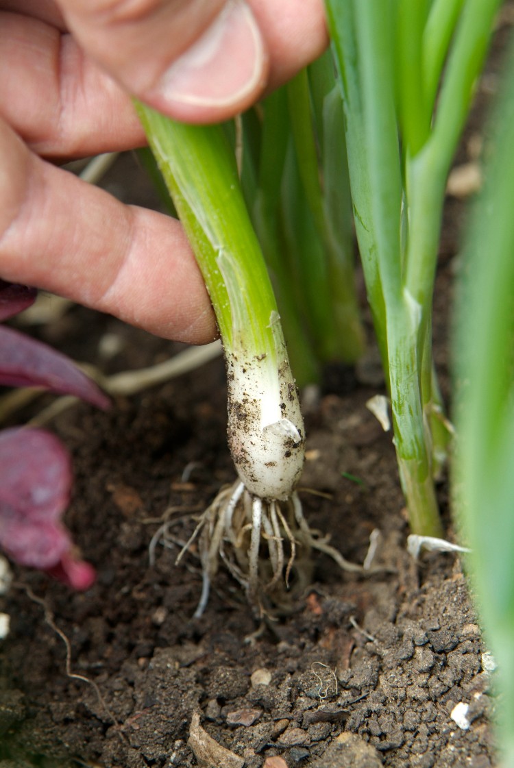 10 smakelijke groenten om te kweken in de herfst Gardeners World