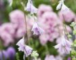 de tuin in september week 37: engelenhengel zaaien