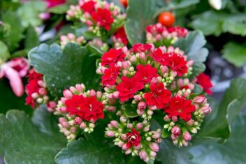 Kalanchoe blossfeldiana