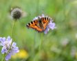 Kleine vos op knautia