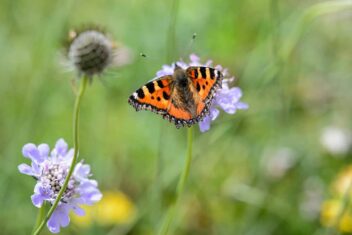 Kleine vos op knautia
