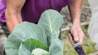 geld besparen met je moestuin: langer oogsten