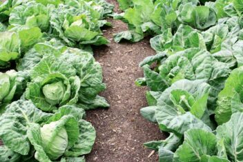 lente-kolen kweken in de herfst