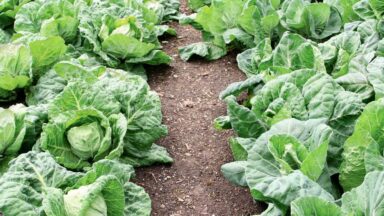 lente-kolen kweken in de herfst