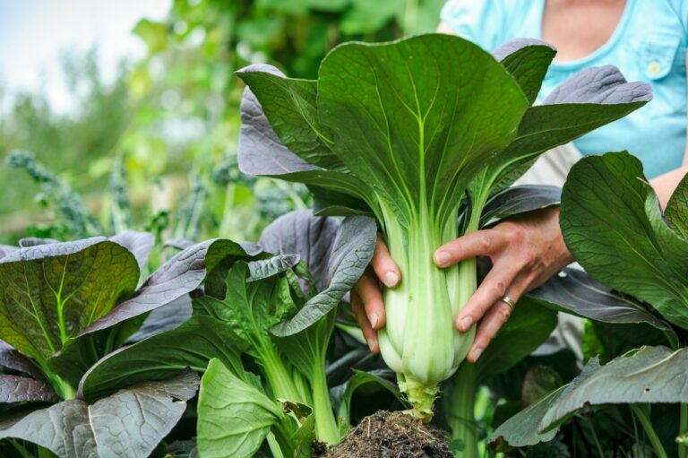 10 smakelijke groenten om te kweken in de herfst - Gardeners World
