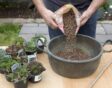 horticultural grit