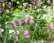 silene dioica dagkoekoeksbloem inheems