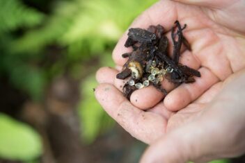 de tuin in september week 38: slakkeneitjes verwijderen