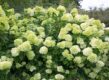 verzorging van hortensia's