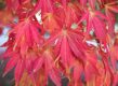 Rood gekleurd herfstblad van Acer palmatum, Japanse esdoorn.