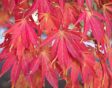 Rood gekleurd herfstblad van Acer palmatum, Japanse esdoorn.