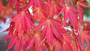 Rood gekleurd herfstblad van Acer palmatum, Japanse esdoorn.