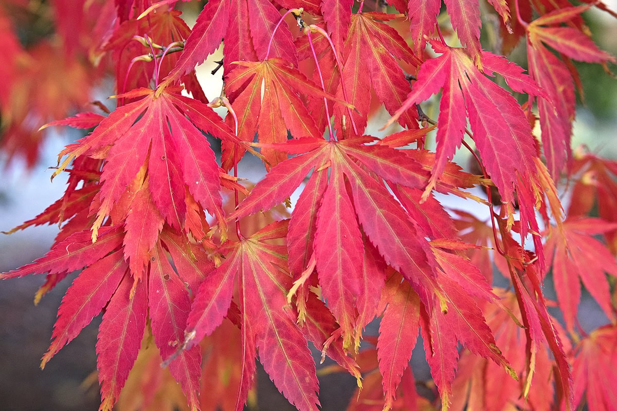 Rood gekleurd herfstblad van Acer palmatum, Japanse esdoorn.