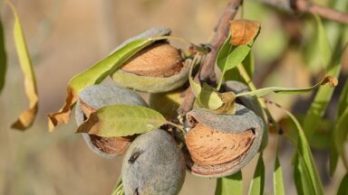 De bruine amandelen aan een amandelboom