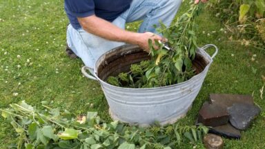 Brandnetels kleiner nippen