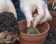 Lelietjes-van-dalen planten