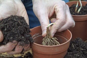 Lelietjes-van-dalen planten