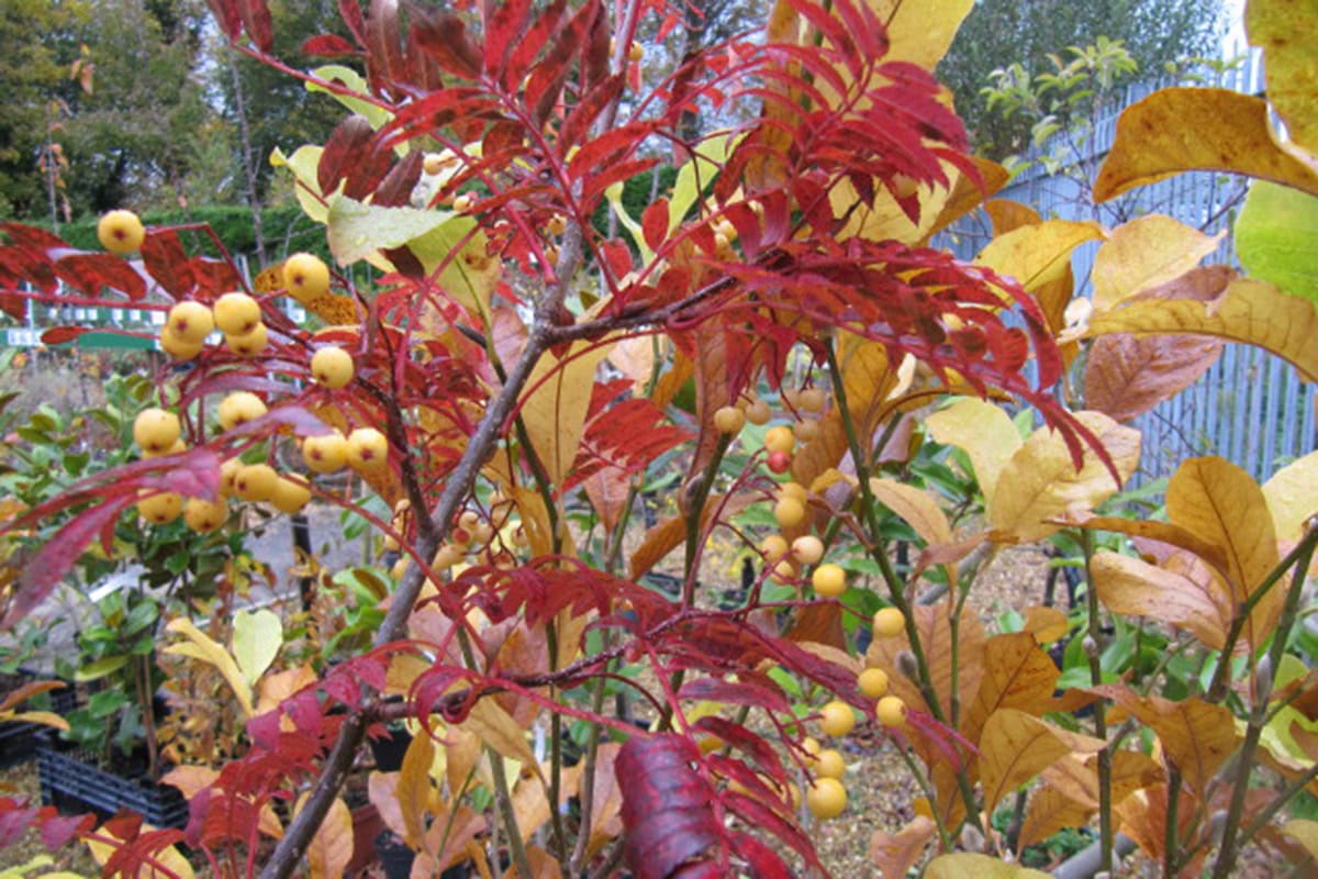 Rose bladeren aan takken van Sorbus 'Joseph Rock'