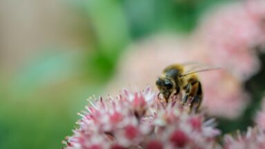 bijen bijvriendelijker tuin herfst