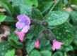 gevlekt longkruid Pulmonaria officinalis