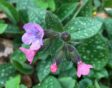gevlekt longkruid Pulmonaria officinalis