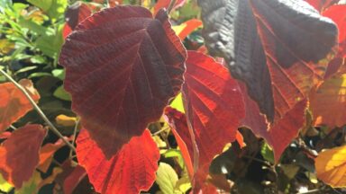 Hamamelis x intermedia Diane