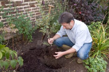 hulst planten en verplanten