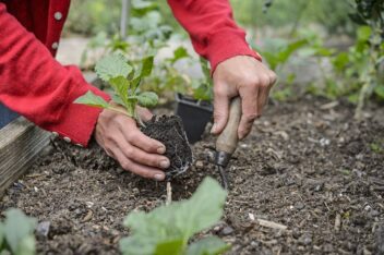 weeuwenteelt groene kool