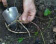 de tuin in oktober week 42: winde verwijderen
