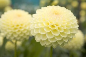 De gele bloemen van dahlia 'Primrose Dian'.
