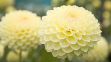 De gele bloemen van dahlia 'Primrose Dian'.