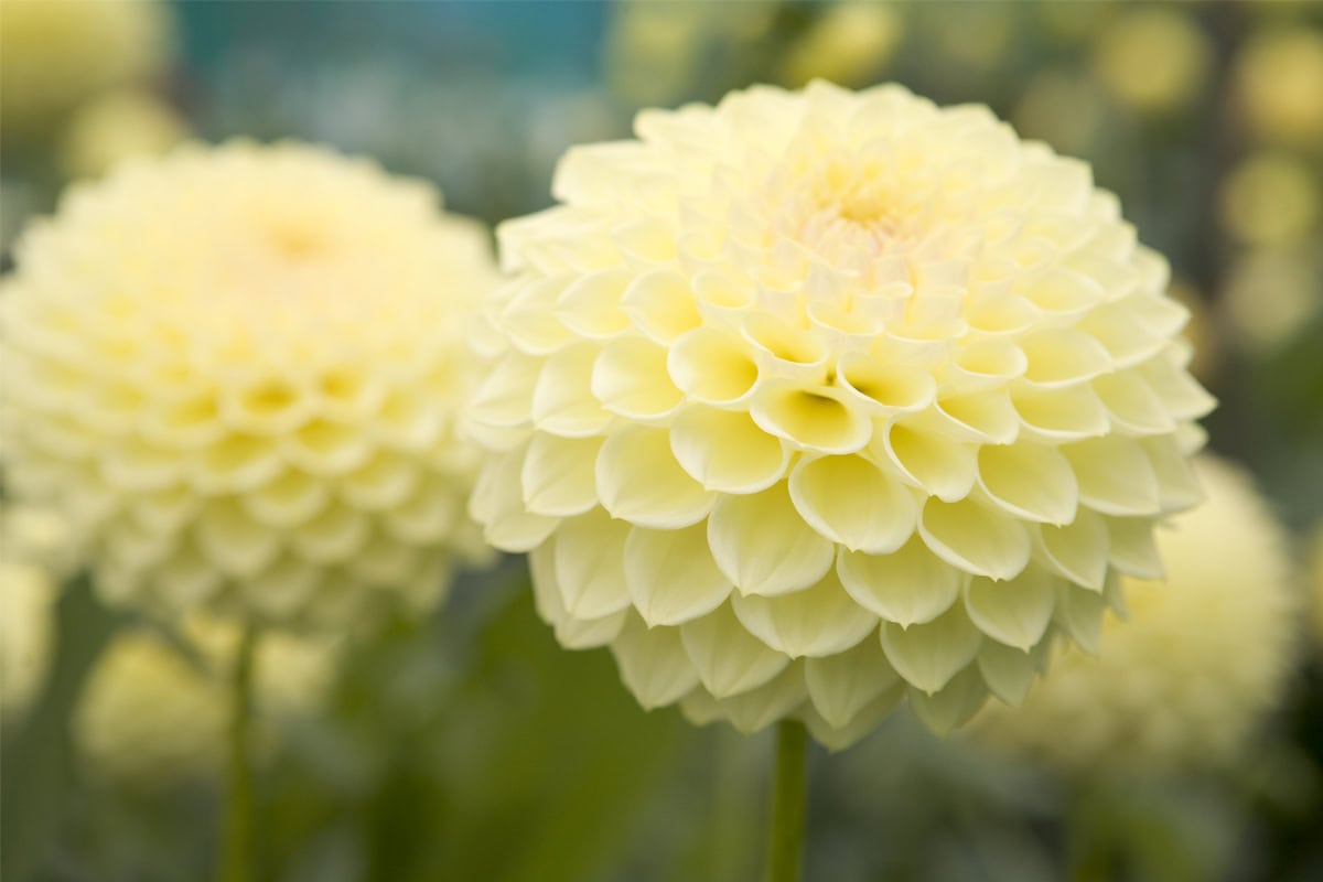 De gele bloemen van dahlia 'Primrose Dian'.