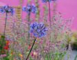 agapanthus afrikaanse lelie vorst