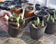 tuin in november: voorjaarsbollen in kas kweken